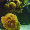 Orange sun coral