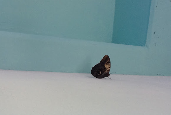 Spotting Image 1