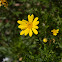 Yellow Bush Daisy