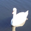 Mute Swan