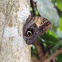 Pale Owl butterfly