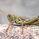 Differential grasshopper (male)