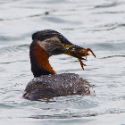 Red-necked Grebe