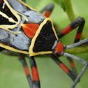 Leaf footed bug nymph