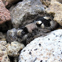 Velvet Ant