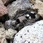 Velvet Ant