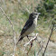 Stonechat (female)