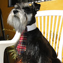 My Dog (Darwin)
