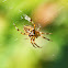 European Garden Spider