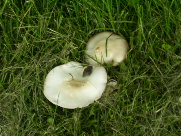Spotting Image 1
