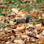Eastern Gray Squirrel