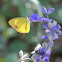 Little Yellow