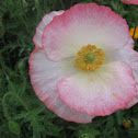 Papaver