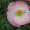 Papaver