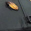 Cockroach