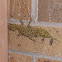 Southern Leaf-Tailed Gecko
