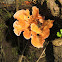 Podoscypha petalodes