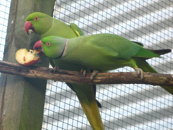 Spotting Image 1