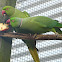 Indian Ringnecks