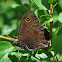 Common Wood Nymph