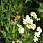 Hoverfly