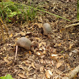National Geographic's Great Nature Project