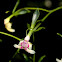 Orchid
