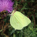 Common Brimstone