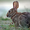 Eastern Cottontail
