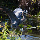 Great Blue Heron