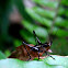 Dark bush cricket