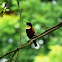 Buff-throated Sunbird