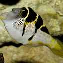 Valentinni's Sharpnose Puffer