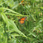 Viceroy