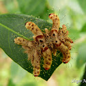 Limacodidae caterpillar