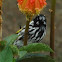New Holland honeyeater