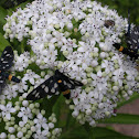 Burnet