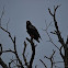 Bateleur