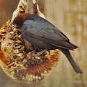 Brown Headed Cowbird