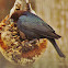 Brown Headed Cowbird