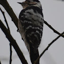 Lesser Spotted Woodpecker