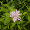 Wild Bergamot 