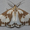 Magpie moth