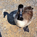 Canadian Goose