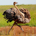 Ostrich
