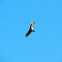 Turkey Vulture