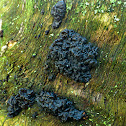 Black Witches' Butter/Zwarte trilzwam
