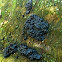 Black Witches' Butter/Zwarte trilzwam
