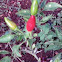 Hawaiian chili peppers