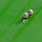 Butterfly Eggs